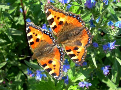 Two tortoiseshell butterflies are mating on a blue flower