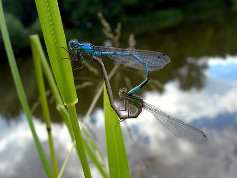 A pair of damselflies - dragonflies is mating on a green leaf