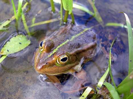 Big brown frog is lurking in the water