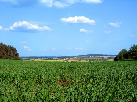       Spring field with lush green corn and forest   