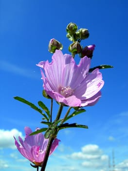         Purple flower against the blue sky  
