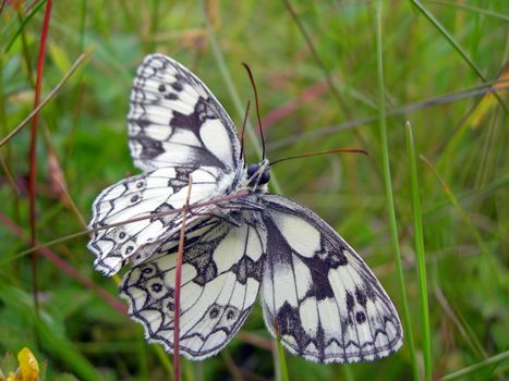        Butterfly is sitting on the stalk of grass   