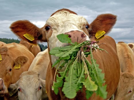           Cow is eating dandelion leaves in the pasture