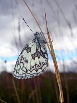           Butterfly is sitting on a dried stalk of grass
