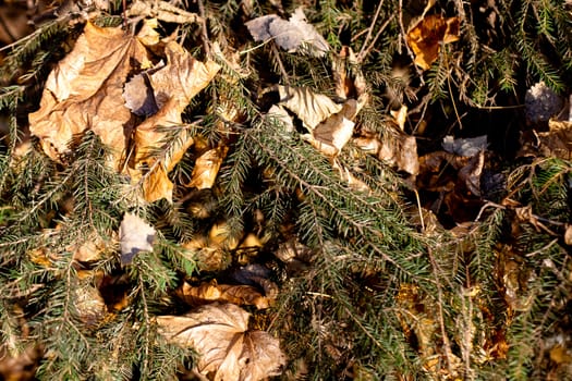 Brown leaves and green sticks in sunny day
