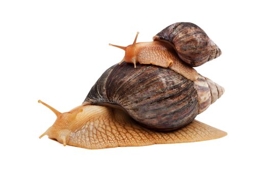 Two brown snail isolated on white background
