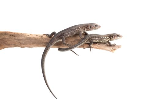 Lizards on a tree isolated on white background