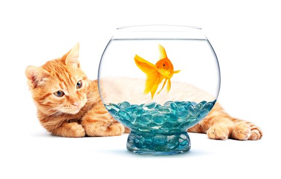 Cat playing with goldfish isolated on white background