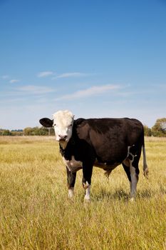 Cow on a green dandelion field, Blue sky
