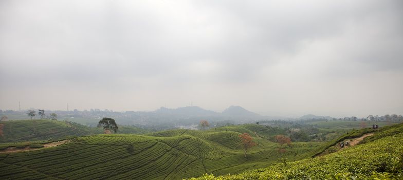 Black tea plantation panoramic landscape in Lembang north of Bandung