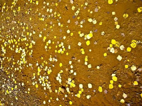 Bright yellow aspen leaves float in stream Colorado USA in Autumn