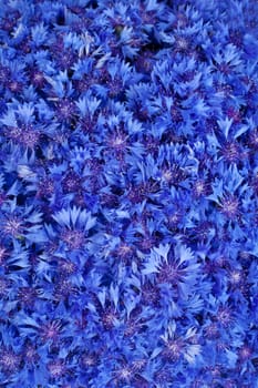 Beautiful spring flowers blue cornflower on background. Blue flowers pattern