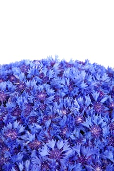 Beautiful spring flowers blue cornflower on background. Blue flowers pattern