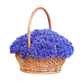 Beautiful blue cornflowers in a basket isolated on white background