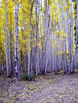 Aspen stand in Fall Colorado high country