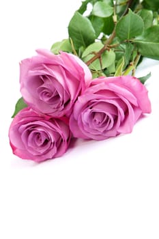 Three fresh pink roses isolated on a white background
