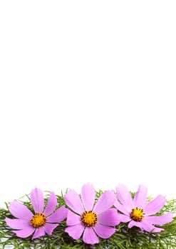 Flowers with leaves isolated on white background