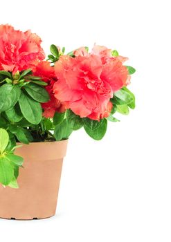 Flower in a flowerpot. Shot in a studio