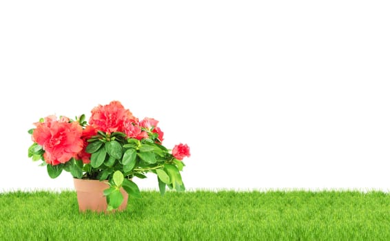 Flower in a flowerpot. Shot in a studio