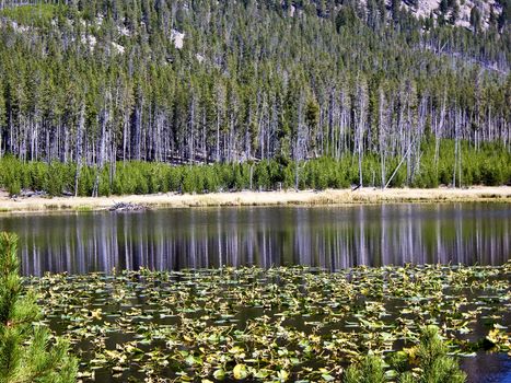 Reflections on lilypond in Yellowstone National Park Wyoming USA