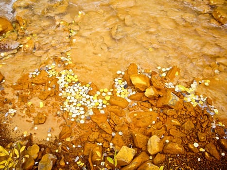 Aspen leaves float in muddy mountain stream in Fall in Colorado