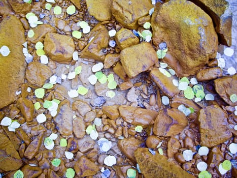 Sprinkle of aspen leaves float in mountain stream