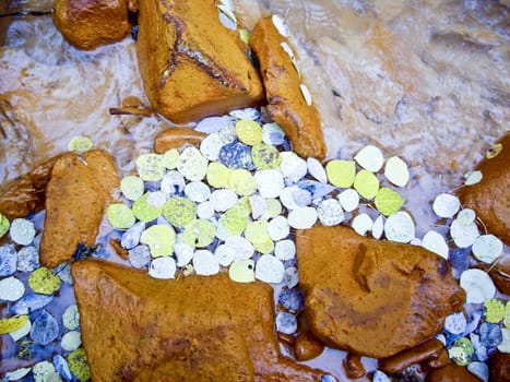 Yellow aspen leaves in Colorado river