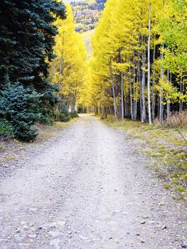 Pathway through aspens in fall