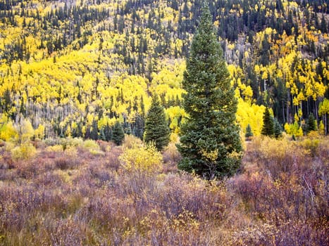 Bright yellow aspens in Fall Colorado USA
