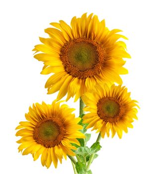 The beautiful sunflower isolated on a white background