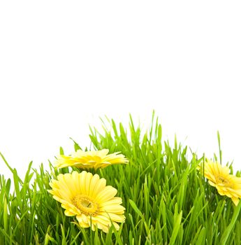 Isolated green grass with yellow flowers on a white background