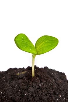 Heap dirt with a green plant sprout isolated on white background