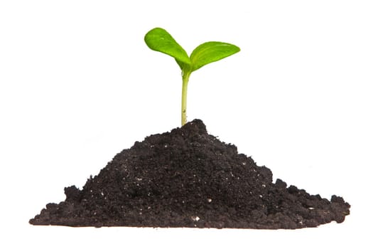 Heap dirt with a green plant sprout isolated on white background