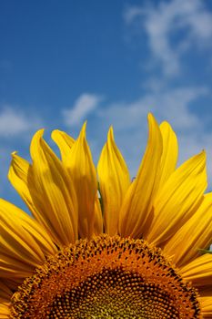 The beautiful sunflower against a blue sky