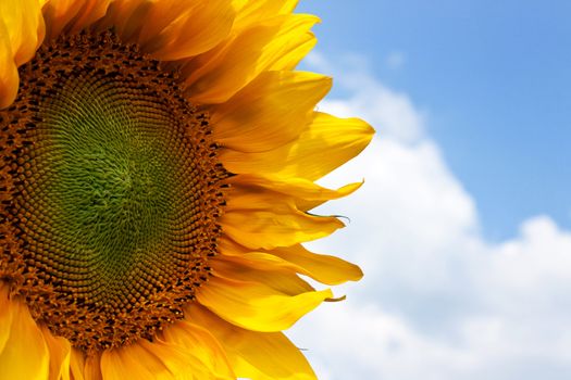 The beautiful sunflower against a blue sky