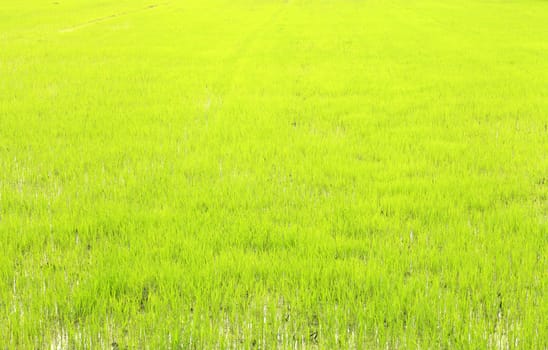 Lush of new plant rice field