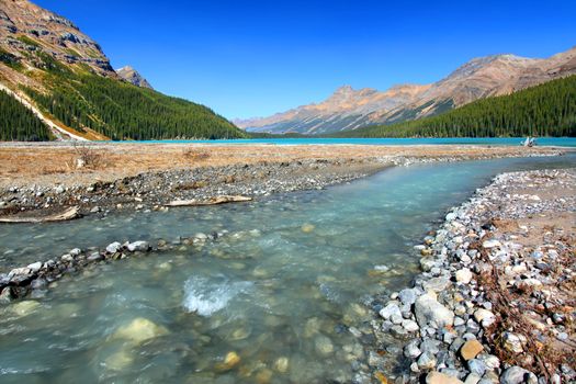 Streams of glacial water flow into Peyto Lake of Banff National Park Canada.