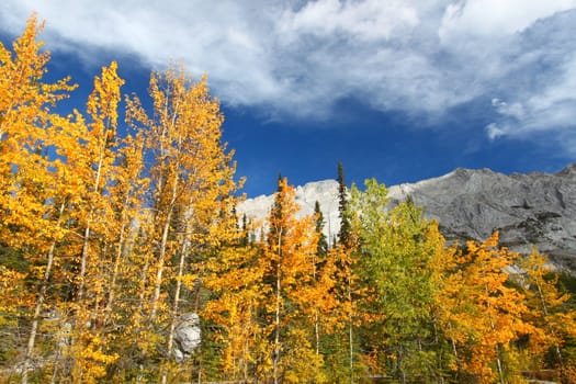 Autumn colors below blue skies in the Canadian Rockies.