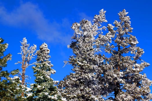 Heavy snowfall clings to the pine trees in Bryce Canyon National Park of Utah.