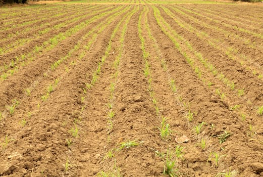 Row of new plant corn on plow land
