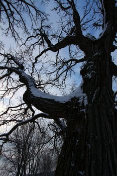 Twisted trees creep towards the sky during a cloudy winter day in Illinois