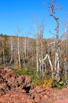 Lava field amongst the woodlands of the Dixie National Forest of Utah.