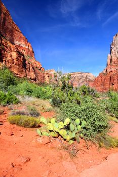 Cactus and other vegetation under towering cliffs along the Kayenta Trail of Zion National Park.