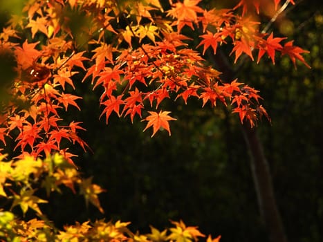 Colorful of japanese maple leaves in autumn