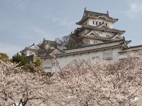 Main tower of Himeji Castle in cherry blossom season