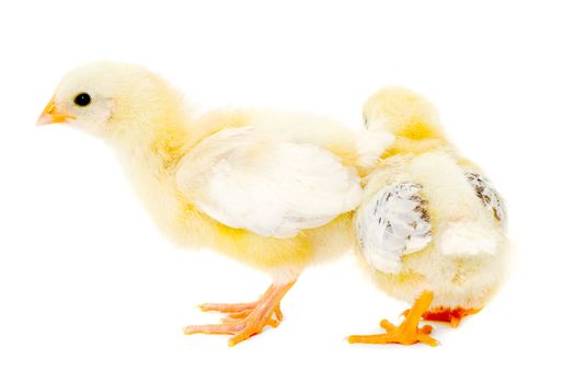 Two sweet baby chicks is standing on a clean white background.