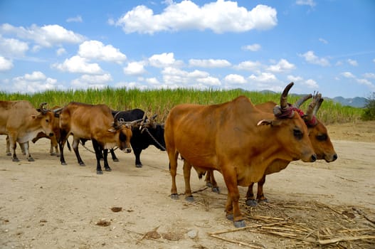 Oxes are working at sugar cane farm. Dominican Republic.