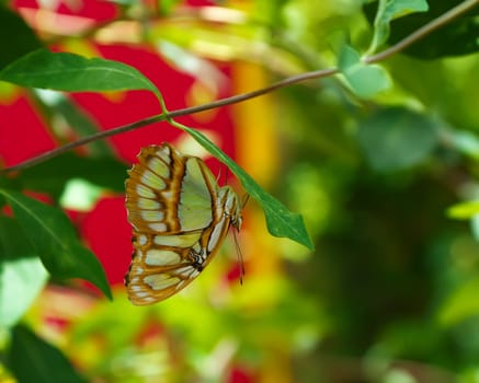 Butterfly against a vibrant green red and yellow background hanging upsdie down