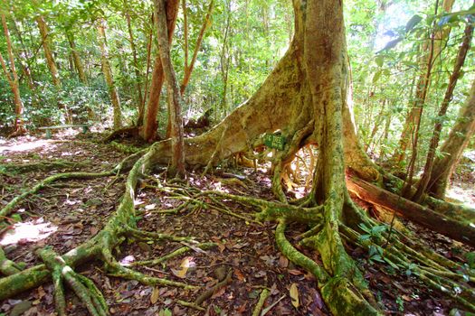 Spreading roots of a fig tree in Sage Mountain National Park of Tortola.