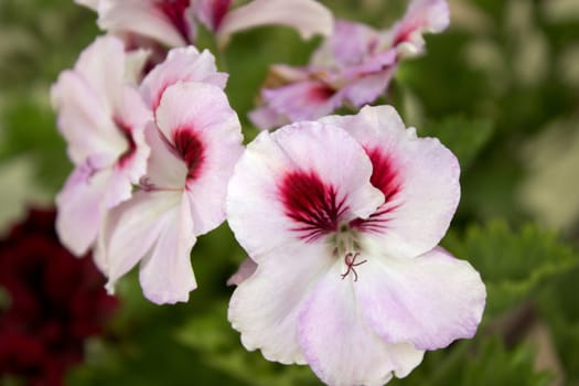 nice image with pink flowers on green background